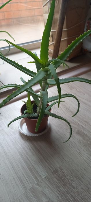 Алоэ 3-летний лечебный