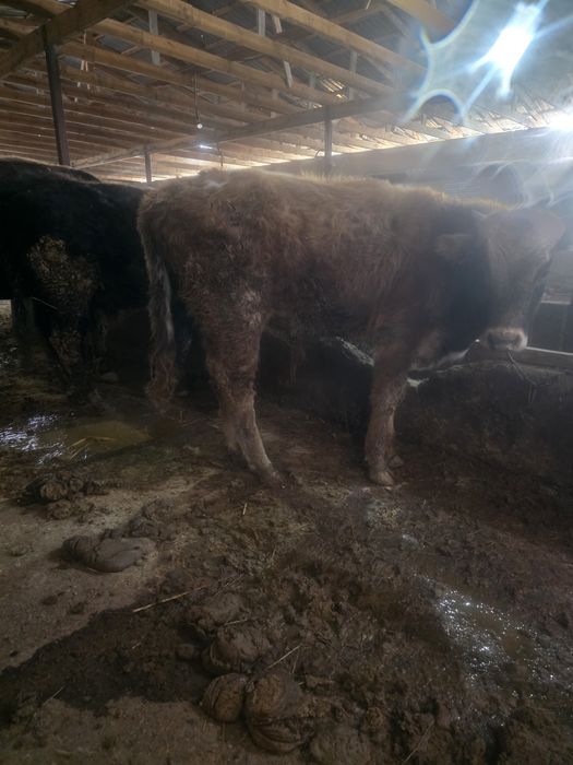 Продам бычка возраст 7 месяца