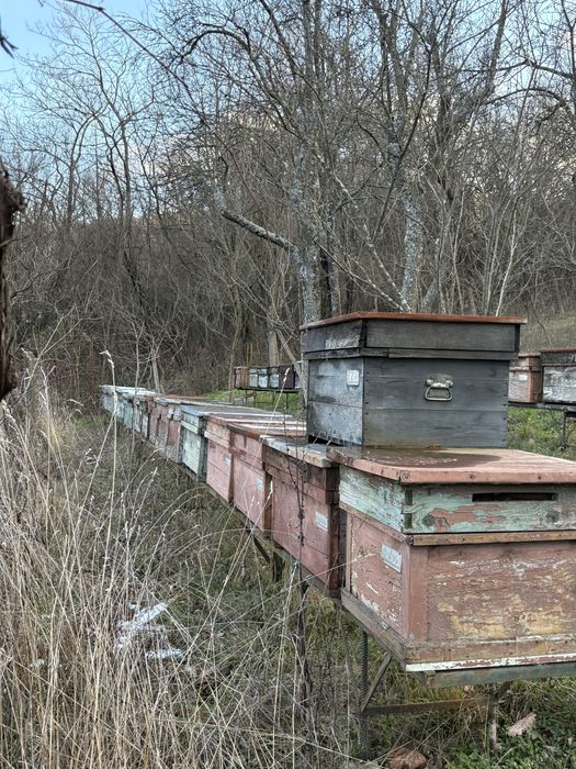 Stupi albine de vanzare