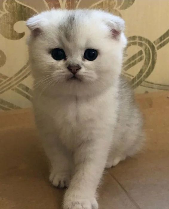 Продаются котята шиншиллы
