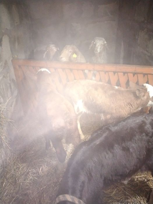 Продам недельных бычков