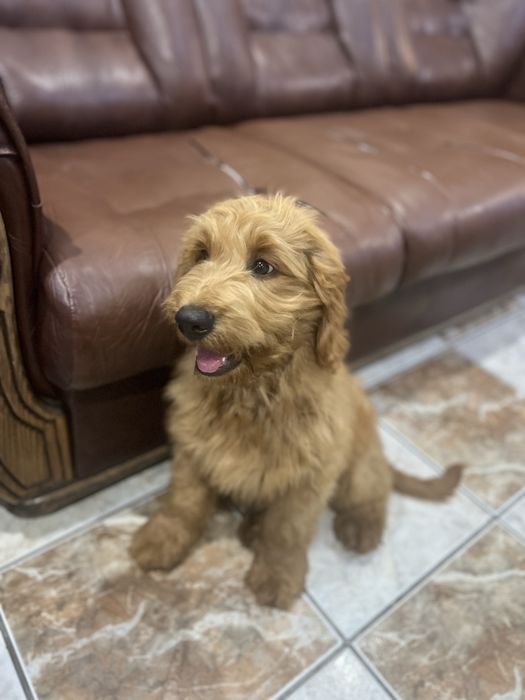 Vand/schimb Goldendoodle baiat 4 luni