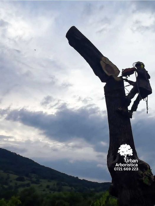 ARBORISTICA.RO  - Doborare Taiere Defrisare  - Copaci Arbori Pomi Cluj