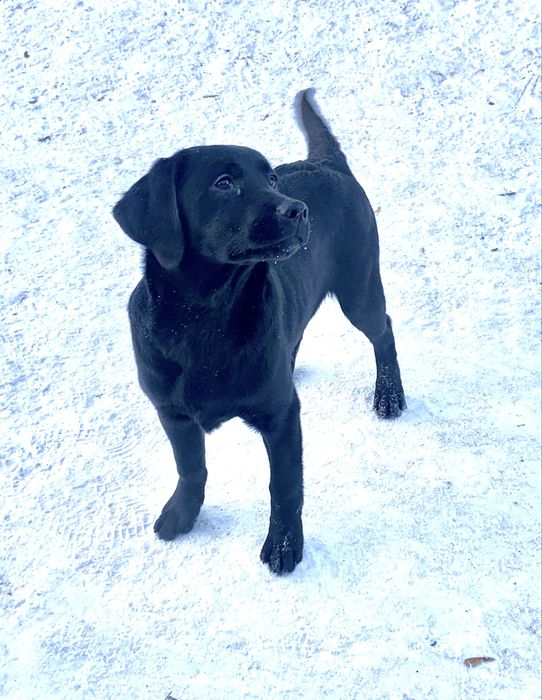 Щенки лабрадора ретривера