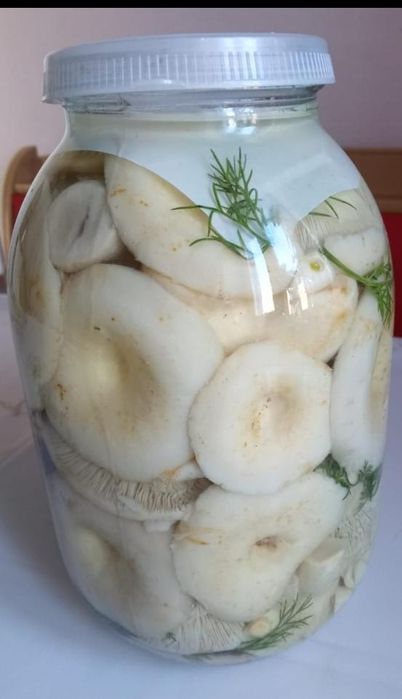 Продам солёные грузди