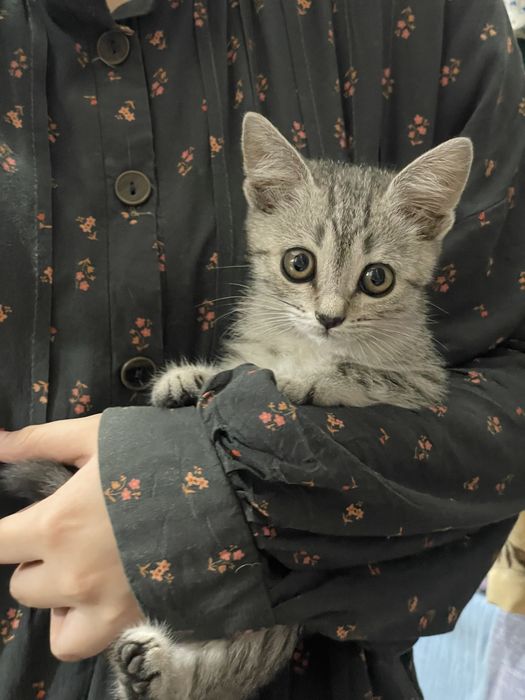 Котенок 2,3 месяца девочка