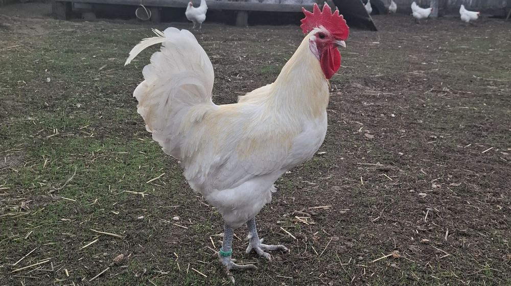 Ouă pentru incubat La Bresse