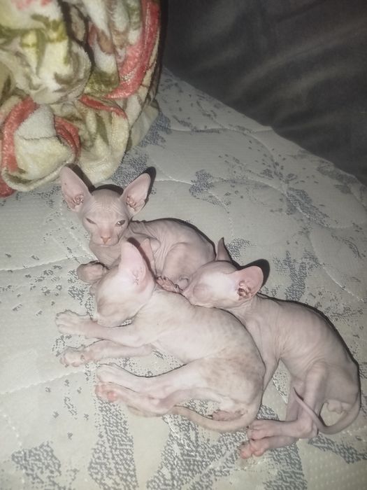 Продаю котят пародистых сфинксов