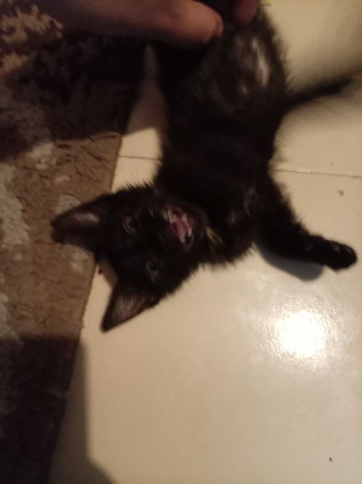 Черно коте търси дом Пловдив