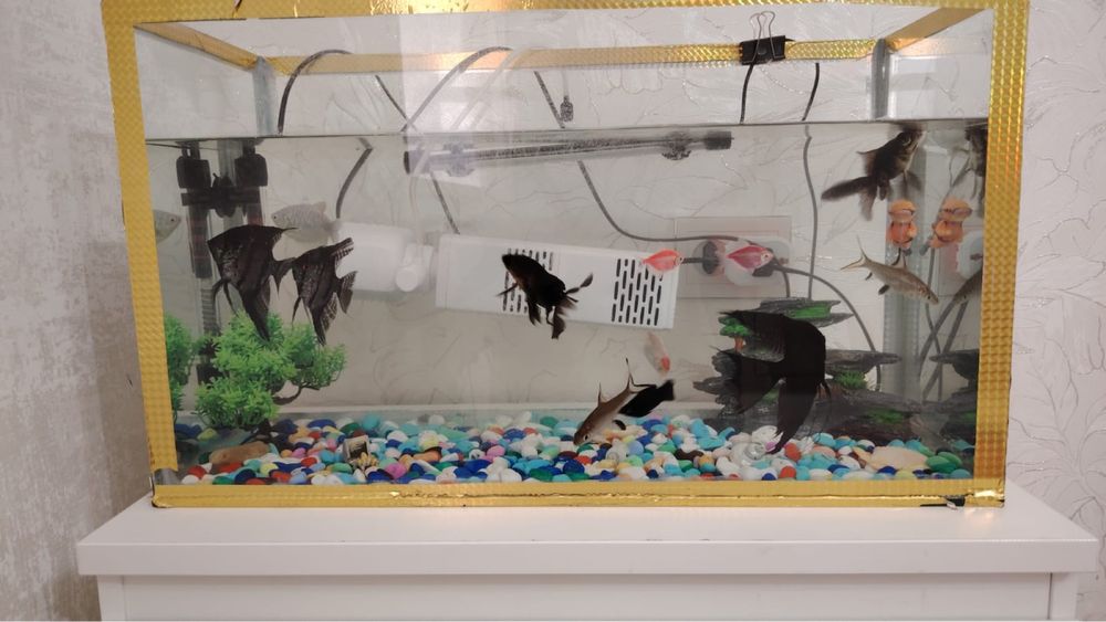 Аквариум балыктармен