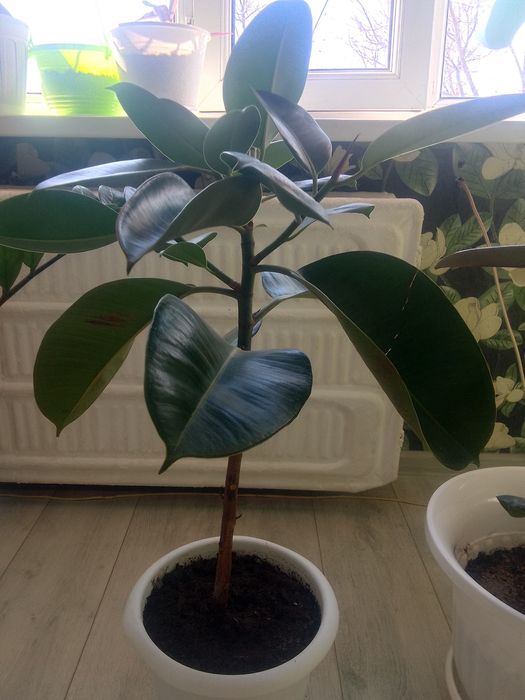 Срочно продам фикус