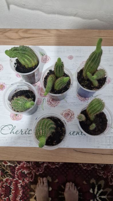 Комнатные растения