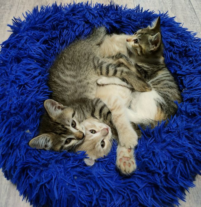 Продам милых котят