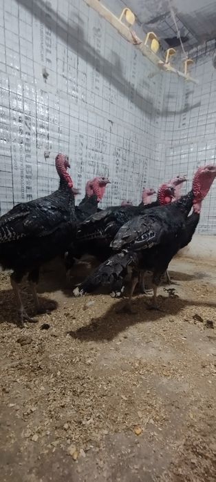 Kurka xorozlar sotladi