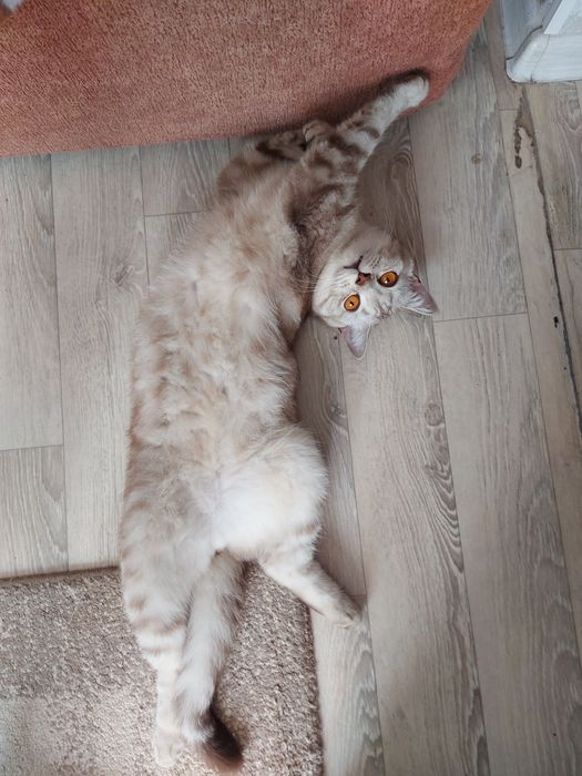 Ласковый котик в добрые руки