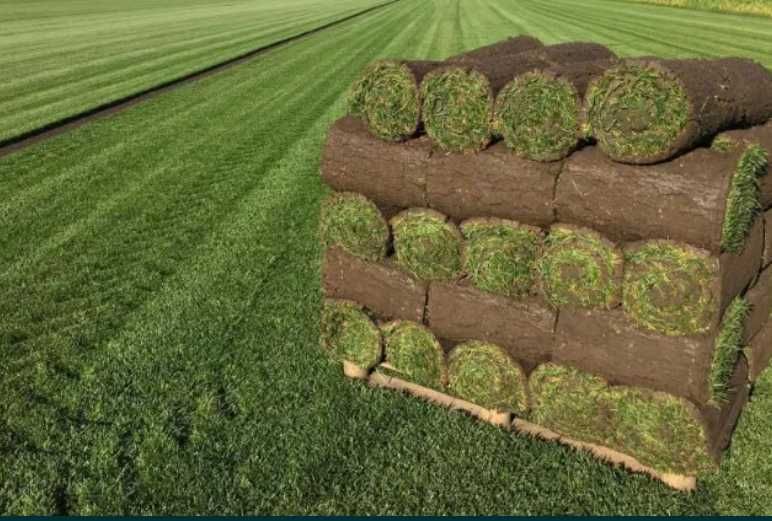 Gazon Rulou Natural – Soluția pentru o Grădină Perfectă