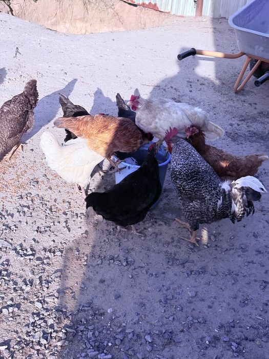 Продам кур. Тауық сатамын