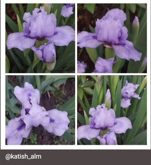 Карликовые ирисы