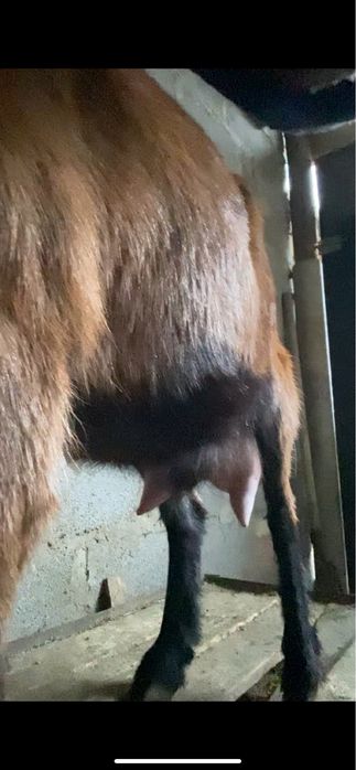 Сауын ешкі сатылады