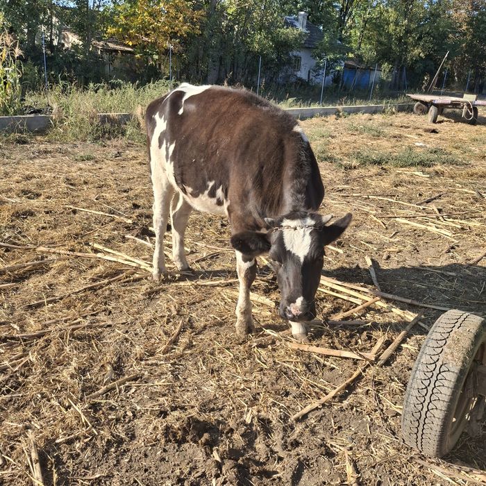 Vând 2 vaci cu lapte