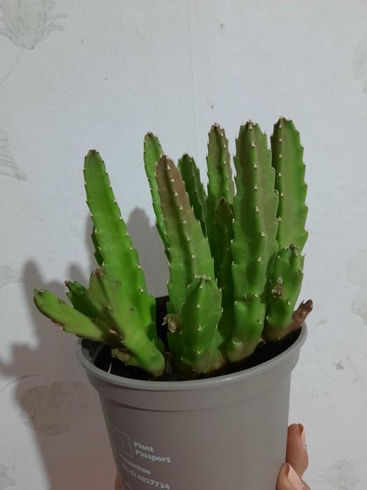 Цветок  красивый