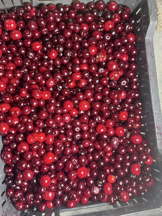 Вишня олча (qora gilos) замороженная