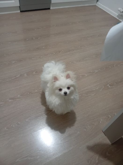 Щпиьц девочка собака