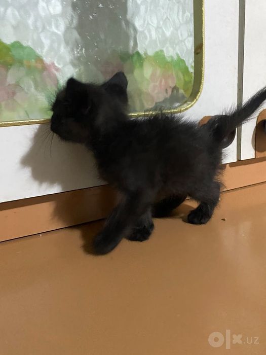 Черный котенок 2 месячный мальчик