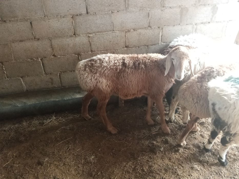 Продам баран и тохты