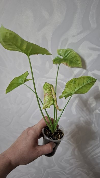 Продам комнатные цветы