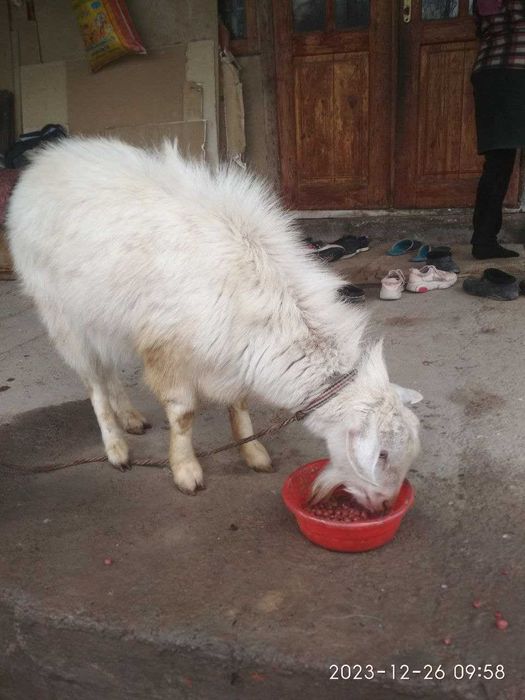 Продается породисты козёл