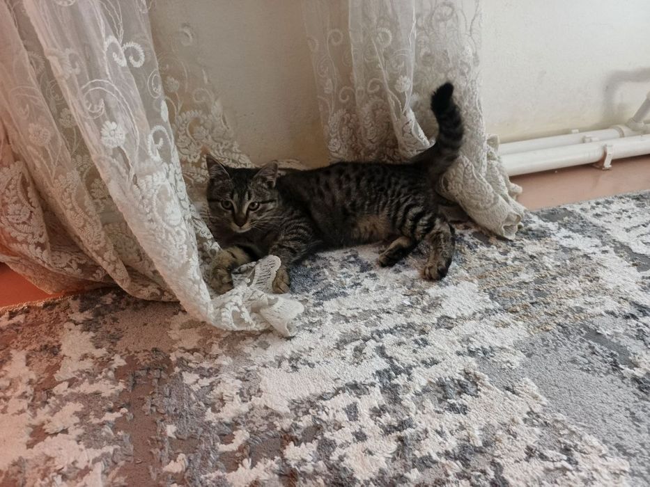 Mushuk cat кот pishak