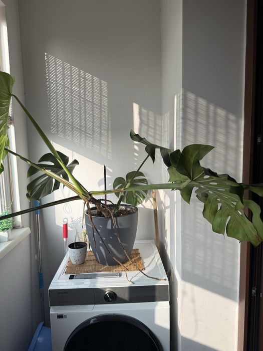 Продам растение монстера 2 года