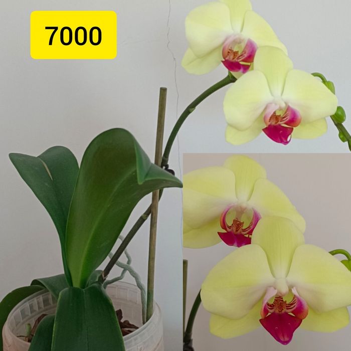 Орхидеи сортовые