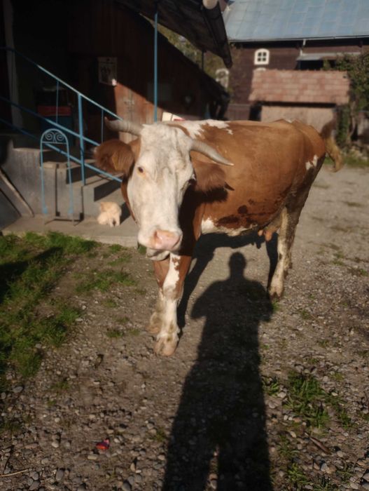 Vacă bălțata de vânzare