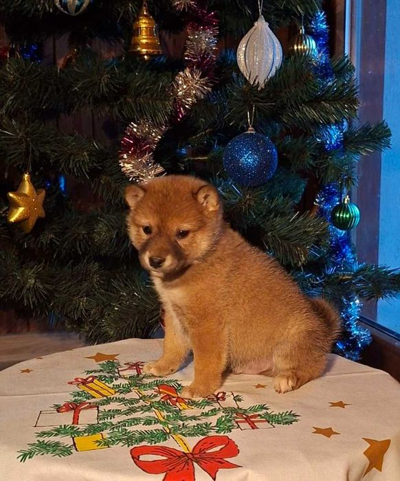 Шиба ину прекрасни кученца