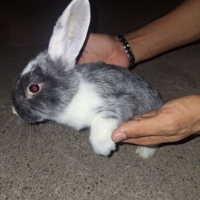 Кролики декоративные