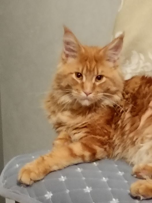 Породистый Мейнкун