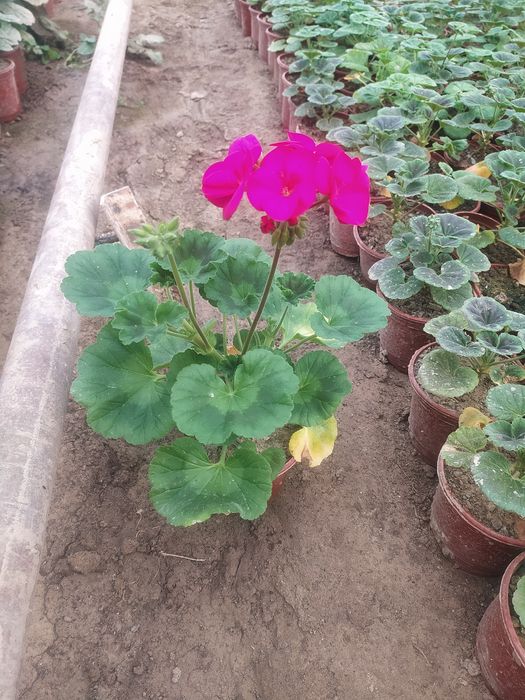 Viola Grand sifatli gullar