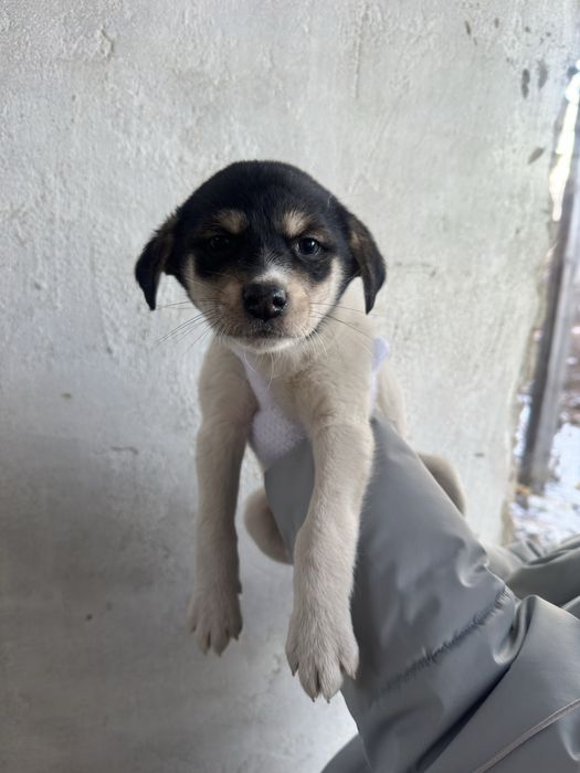 Щенок девочка ищет дом , простерелизуем!