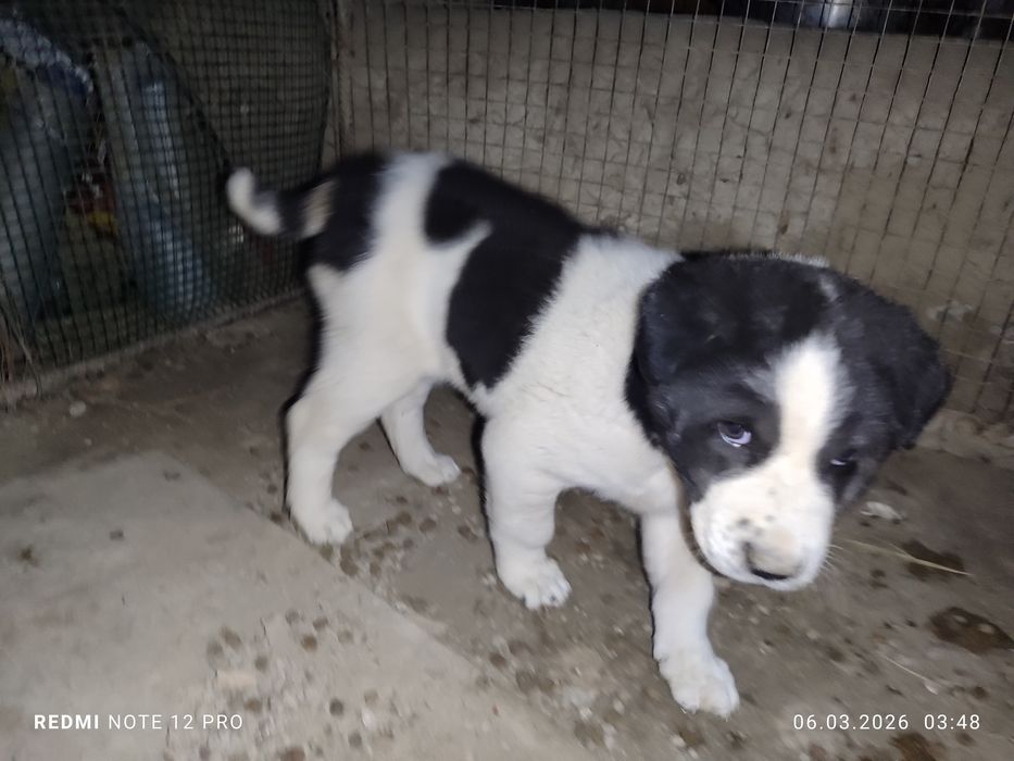 Алабайча сотилади 1.5 ой атрофида