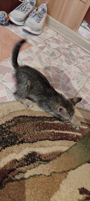 Уличный котенок в добрые руки