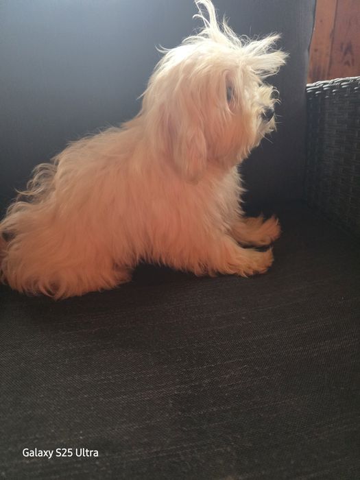 Момче и момиче малтипу