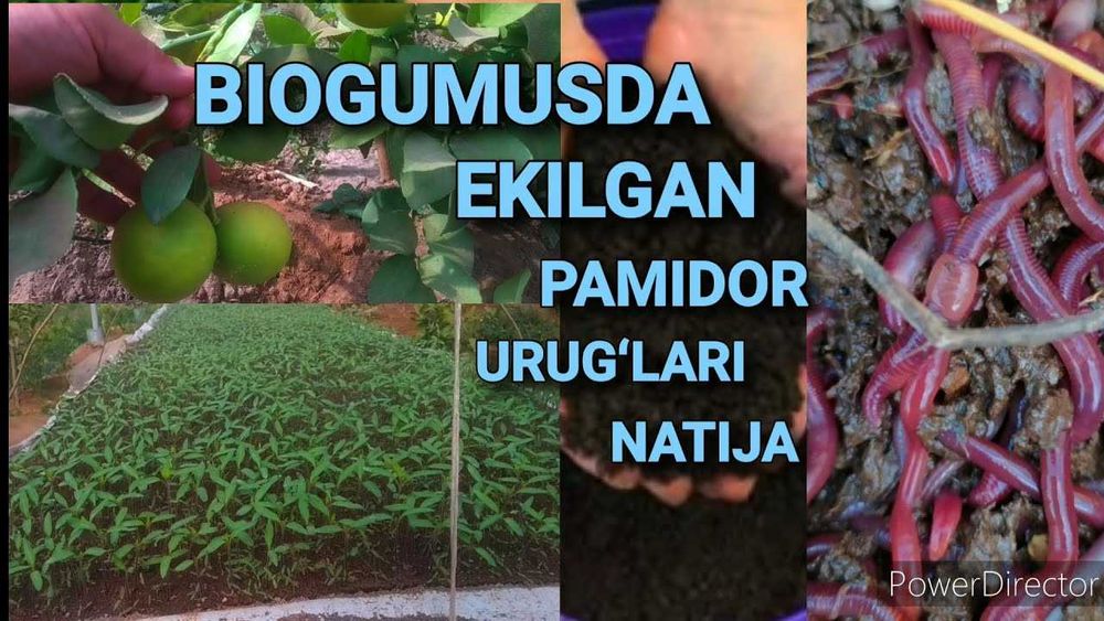 BIYOGOMUS va CHuvalchanglar