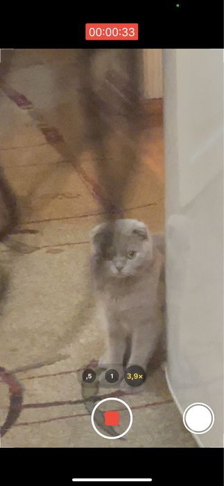 srochno : Britanskie koshki очень дружелюбный  имя *Анта* Пол: женский