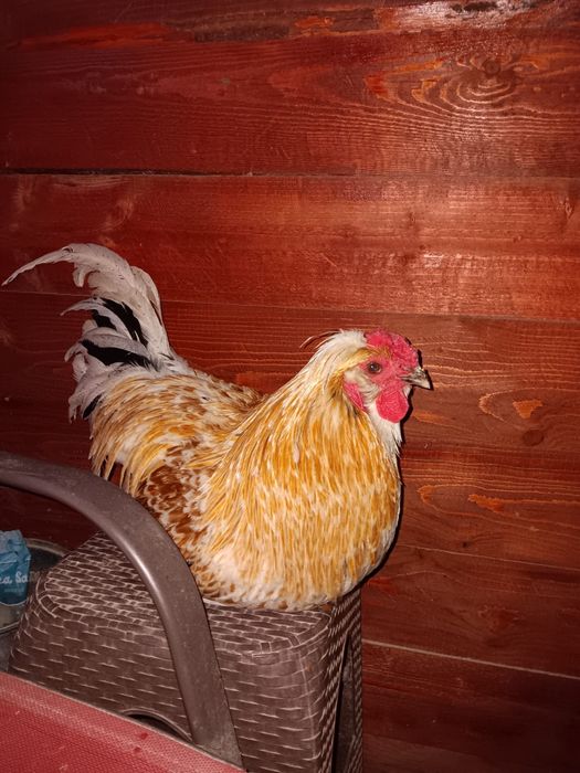 Cocosi metiși de vânzare