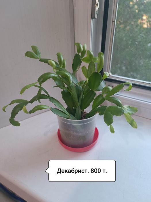 Продаю растюхи для дома