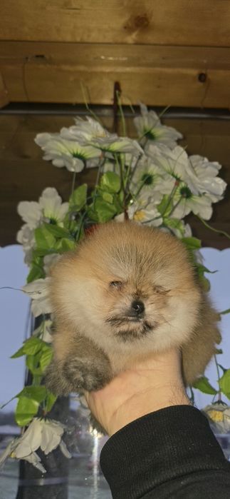 Померанчета на 2 месеца. БЕЗПЛАТНА ДОСТАВК!