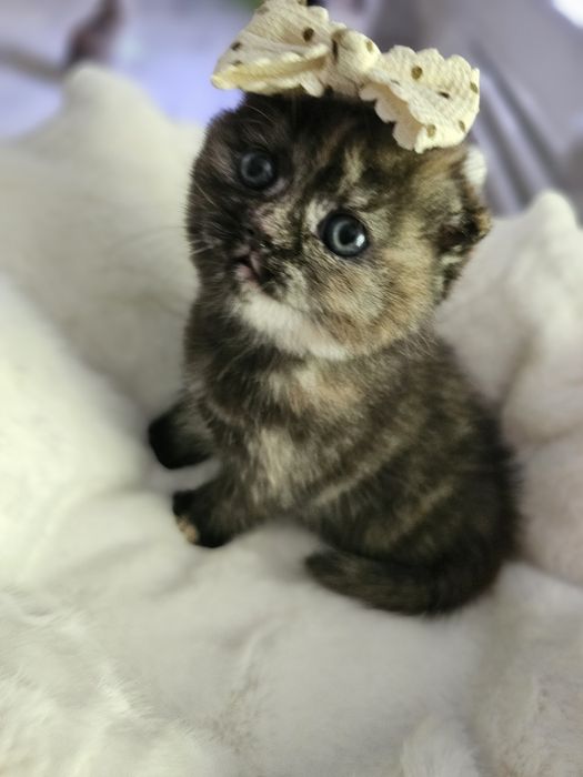 Шотландсая вислоухая девочка