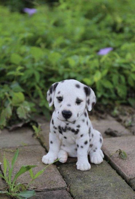 Щенки долматинцы